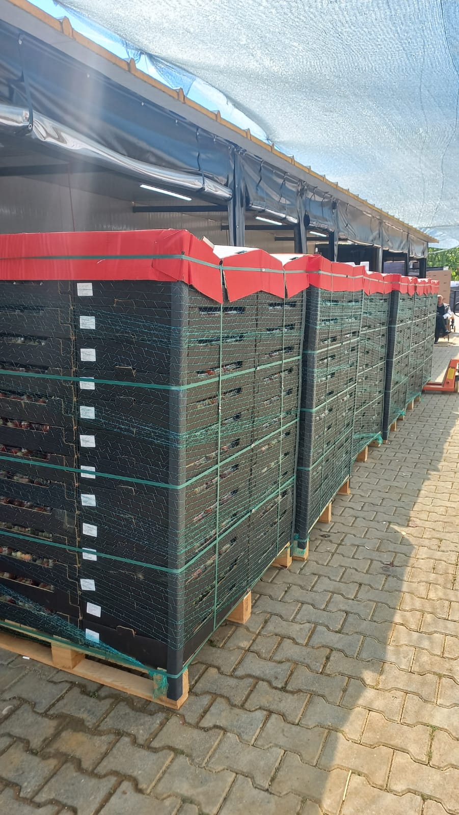 Mega Berry Paket